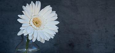 雏菊背景音乐,悠扬旋律下的青春记忆