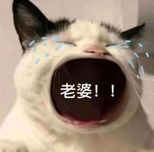 表情包大喊妈,大喊“妈”的瞬间引爆网络