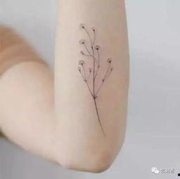 纹身女高洁个人资料,独特魅力与坚韧人生的完美融合